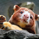 Image for article titled Australian Animals That Won't Kill You, Ranked